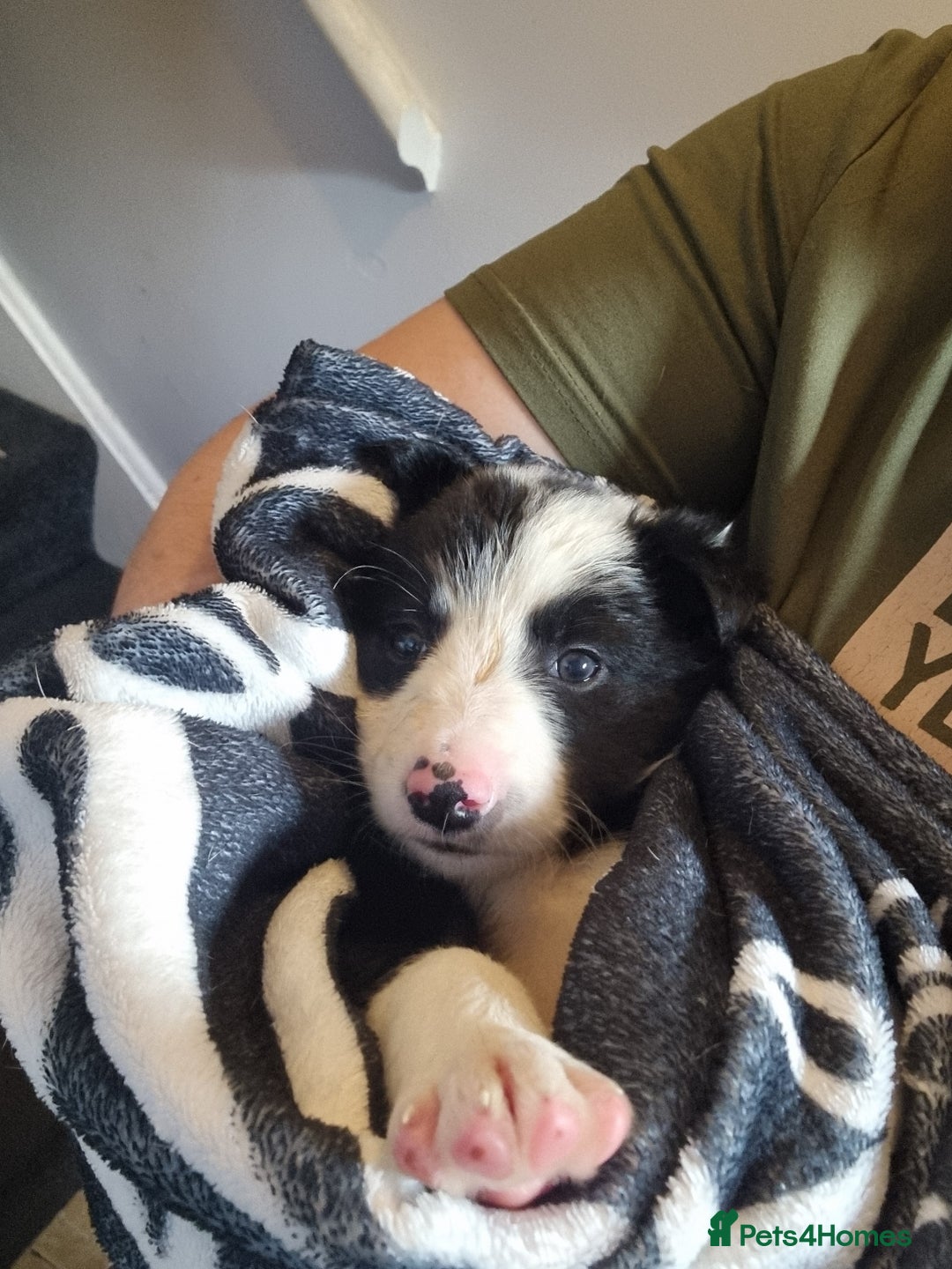 Mixed Breed dogs for sale: Working like border collie x Welsh collie - Image 5