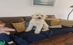Goldendoodle dogs for stud: Beautiful large goldendoodle for stud - Image 2