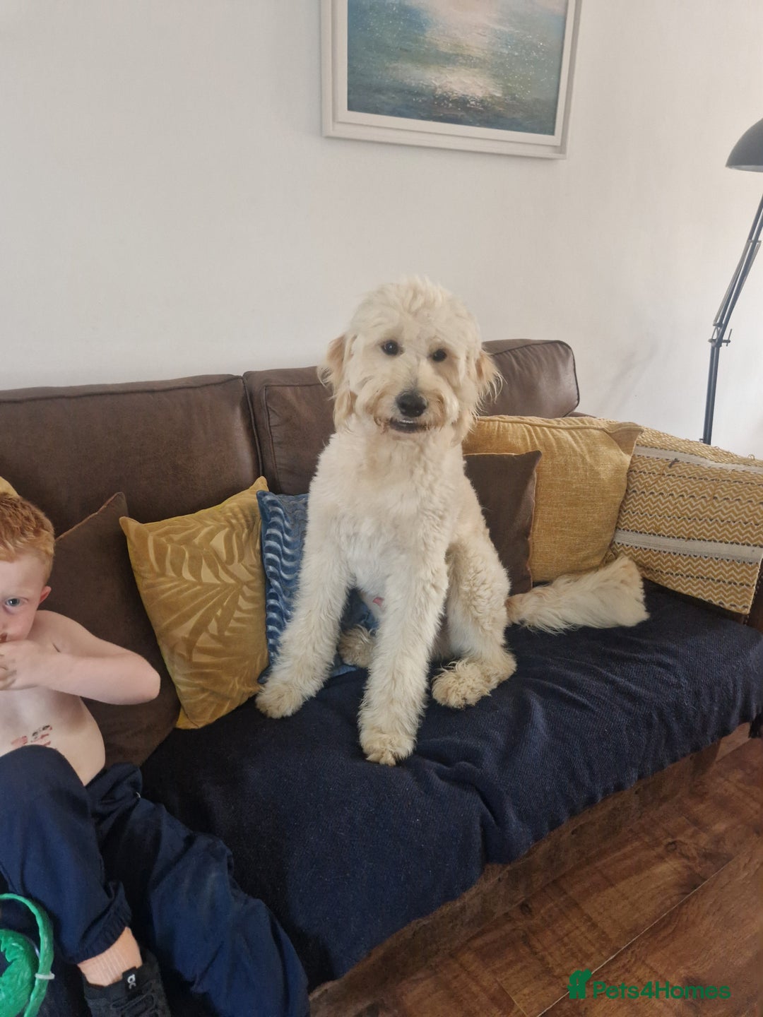 Goldendoodle dogs for stud: Beautiful large goldendoodle for stud - Image 2