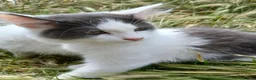 British Longhair cats for sale: 2 fluffy male kittens - Advert 20
