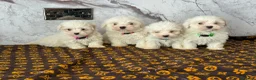Coton De Tulear dogs for sale: Coton du tulear pups - Advert 4