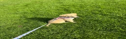 Labrador Retriever dogs for sale: Labrador Pup – Fully Vaccinated & Fully Trained - Advert 7