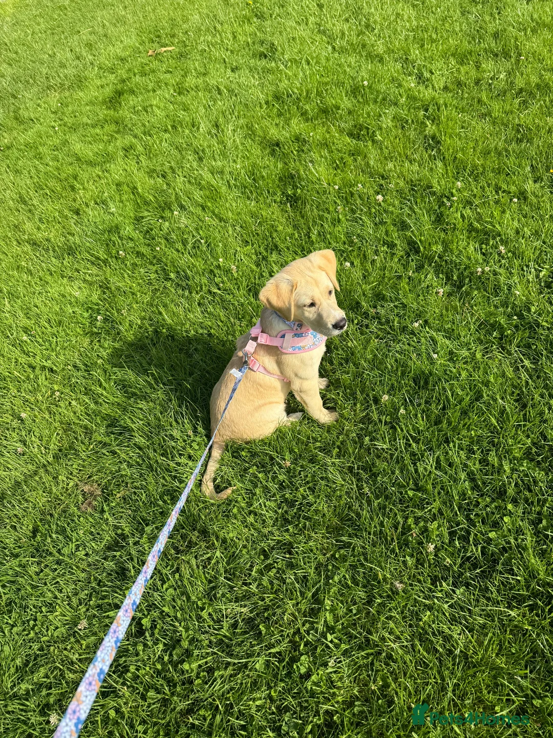 Labrador Retriever dogs for sale: Labrador Pup – Fully Vaccinated & Fully Trained - Advert 7
