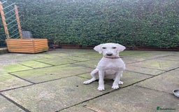 Goldendoodle dogs for sale: Beautiful Goldendoodle girl age 2 for sale - Image 1