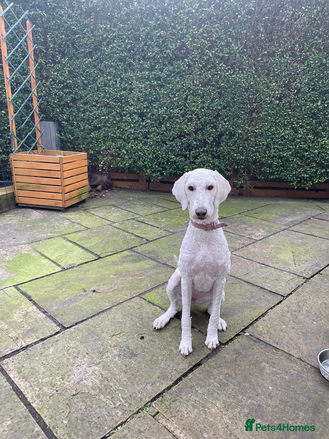 Goldendoodle dogs for sale: Beautiful Goldendoodle girl age 2 for sale - Image 1