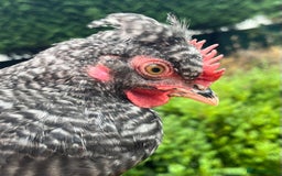 Chickens poultry for sale: Aracana hybrid green egg layers chickens - Image 8