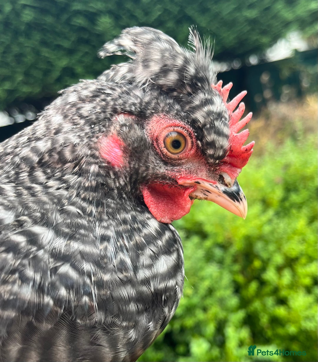 Chickens poultry for sale: Aracana hybrid green egg layers chickens - Image 8