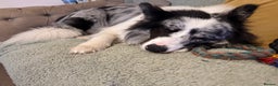 Border Collie dogs for sale: 9 Month old KC Reg, Show Line, Male Border Collie - Advert 10