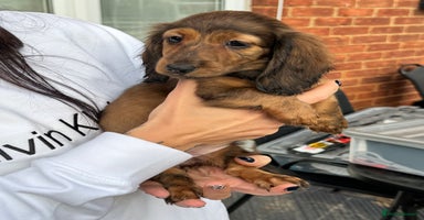 Miniature Dachshund dogs Miniature long hair dachshunds - Advert 4