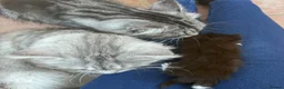 Norwegian Forest Cat cats for sale: Beautiful single tuxedo kitty girl - Advert 5