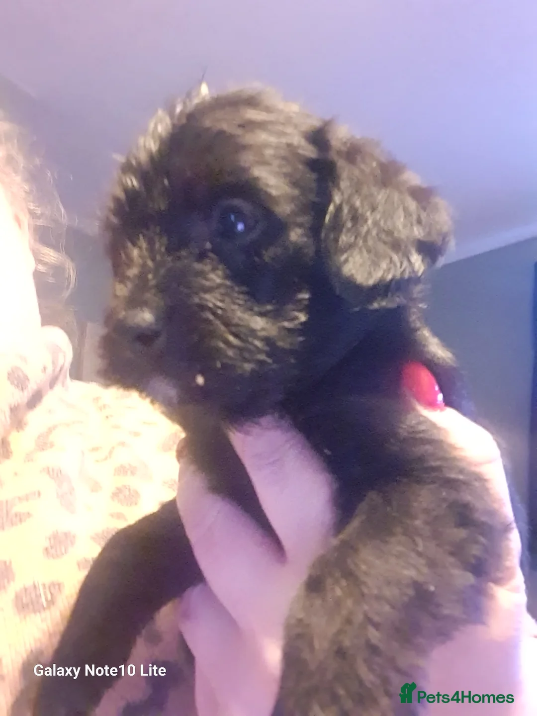 Mixed Breed dogs for sale: Boodles - Advert 6