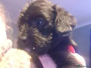 Mixed Breed dogs Boodles - Advert 1