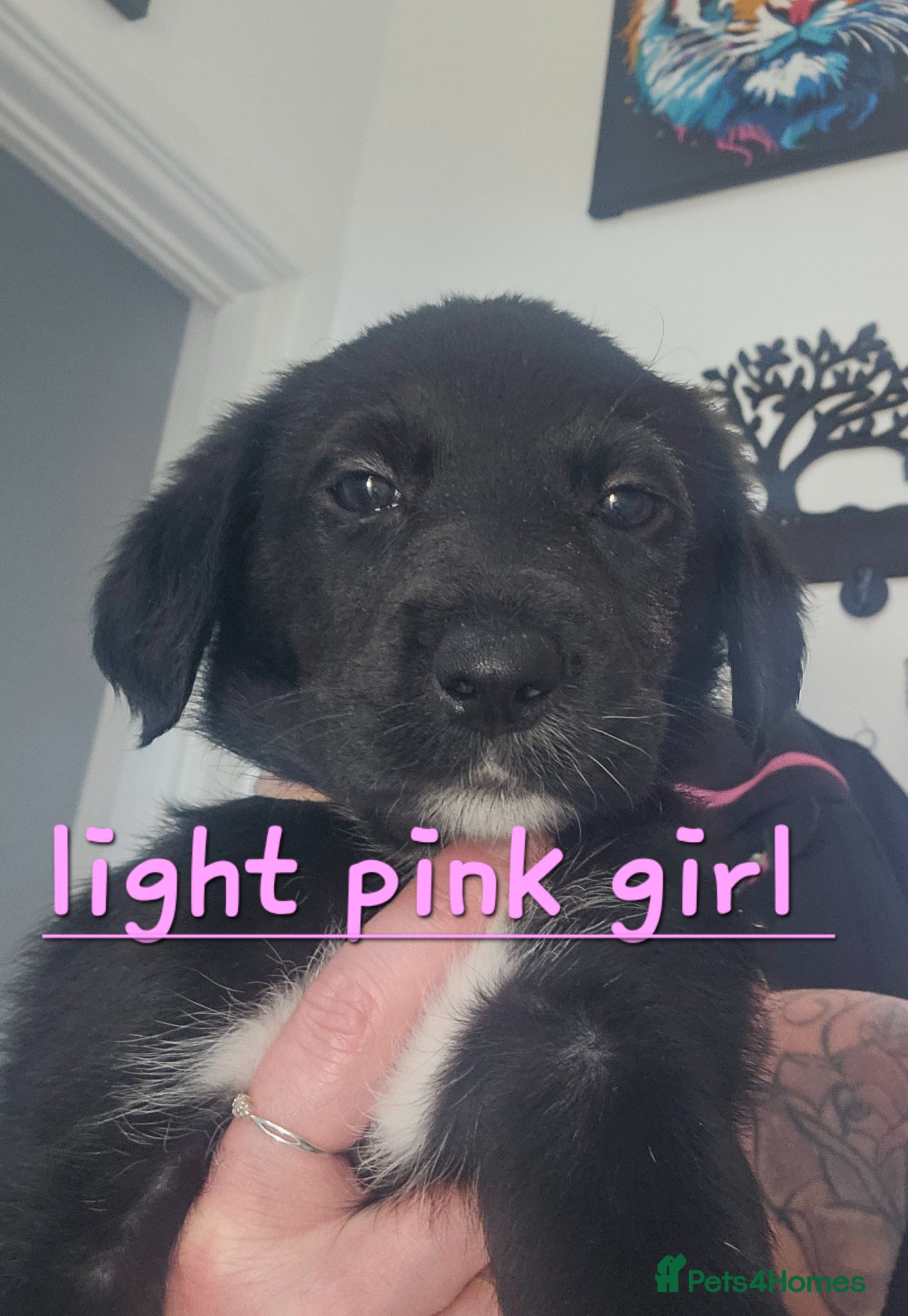 Mixed Breed dogs Labadoodle cross collie - Advert 1