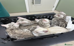 Bengal cats for sale: Beautiful Bengal kittens  in Cambridge - Image 12