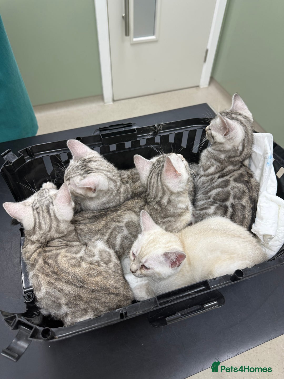 Bengal cats for sale: Beautiful Bengal kittens  in Cambridge - Image 12