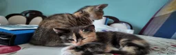 Mixed Breed cats for sale: 🐱 3 Beautiful Friendly Tabby Kittens in Milton Keynes - Advert 2