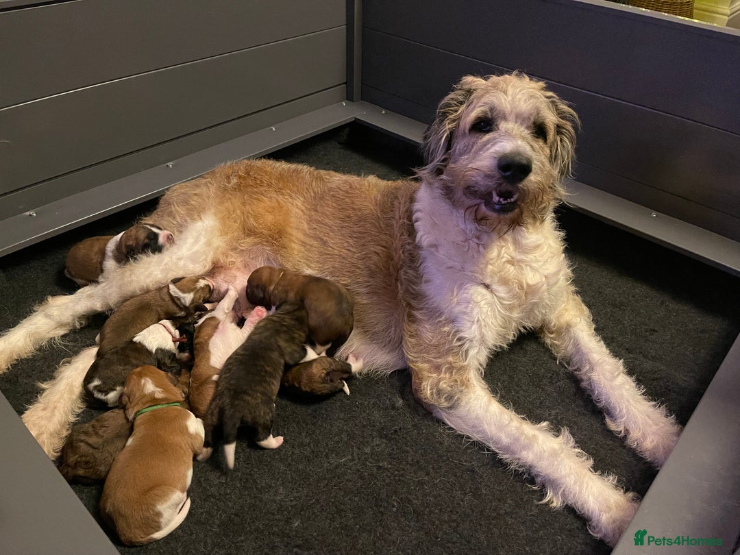 Saint Bernard dogs for sale: St Berdoodle Puppies  - Advert 2