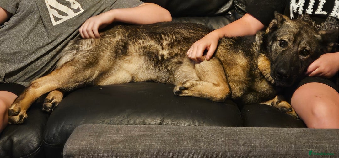 Mixed Breed dogs for sale: German shepard x German mix - Image 1