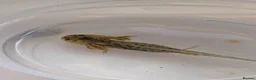 Axolotl reptiles for sale: Beautiful clutch of baby hypo Axolotls  - Advert 17