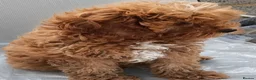 Cavapoo dogs for sale: F1 Cavapoo Puppies Available Now  - Advert 12