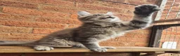 Maine Coon cats for sale: 2 Beautiful Maine coon kittens - Advert 10