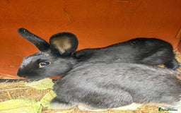 Mixed Breed rabbits for sale: 3 gorgeous rex cross-sold pending collection  - Image 4