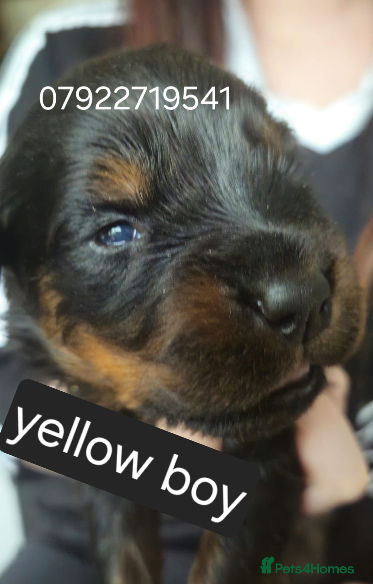 Rottweiler dogs 3 male rottweiler pups looking for forever homes - Advert 1