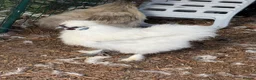 Chickens poultry for sale: White mini silkies  - Advert 6
