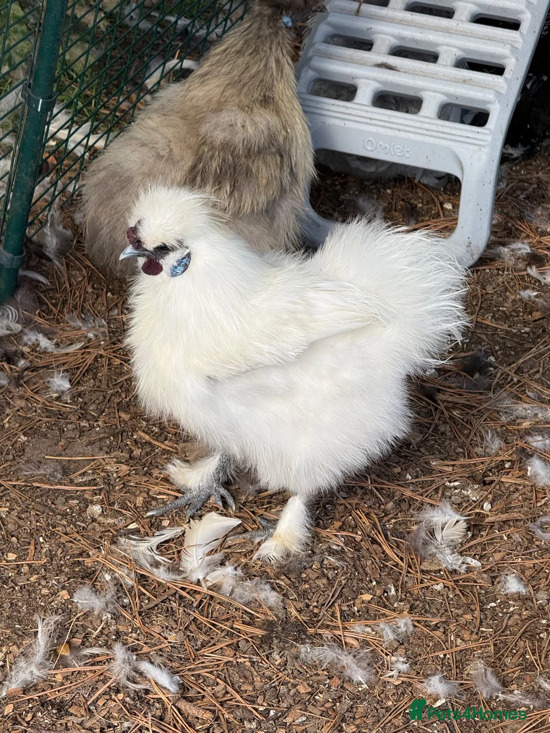 Chickens poultry for sale: White mini silkies  - Advert 6