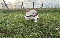 French Bulldog dogs for stud: REGGIE available for stud🔥🔥🔥 in Bradford - Image 8
