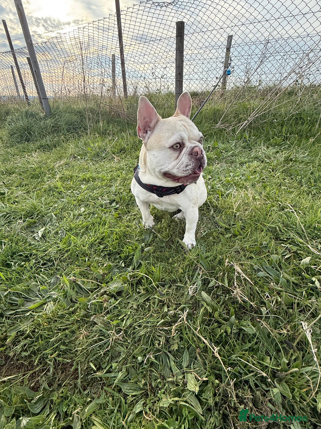 French Bulldog dogs for stud: REGGIE available for stud🔥🔥🔥 in Bradford - Image 8