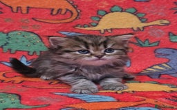 Scottish Fold cats for sale: Scottish Fold/Straight Kittens For Sale  - Image 21