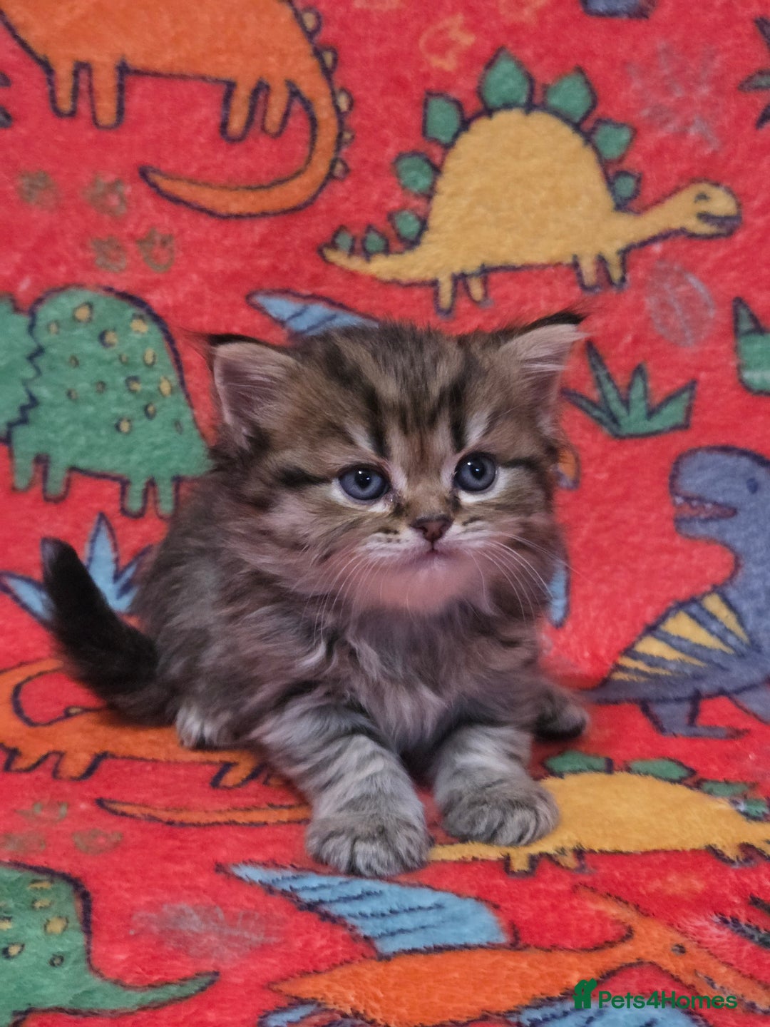 Scottish Fold cats for sale: Scottish Fold/Straight Kittens For Sale  - Image 21