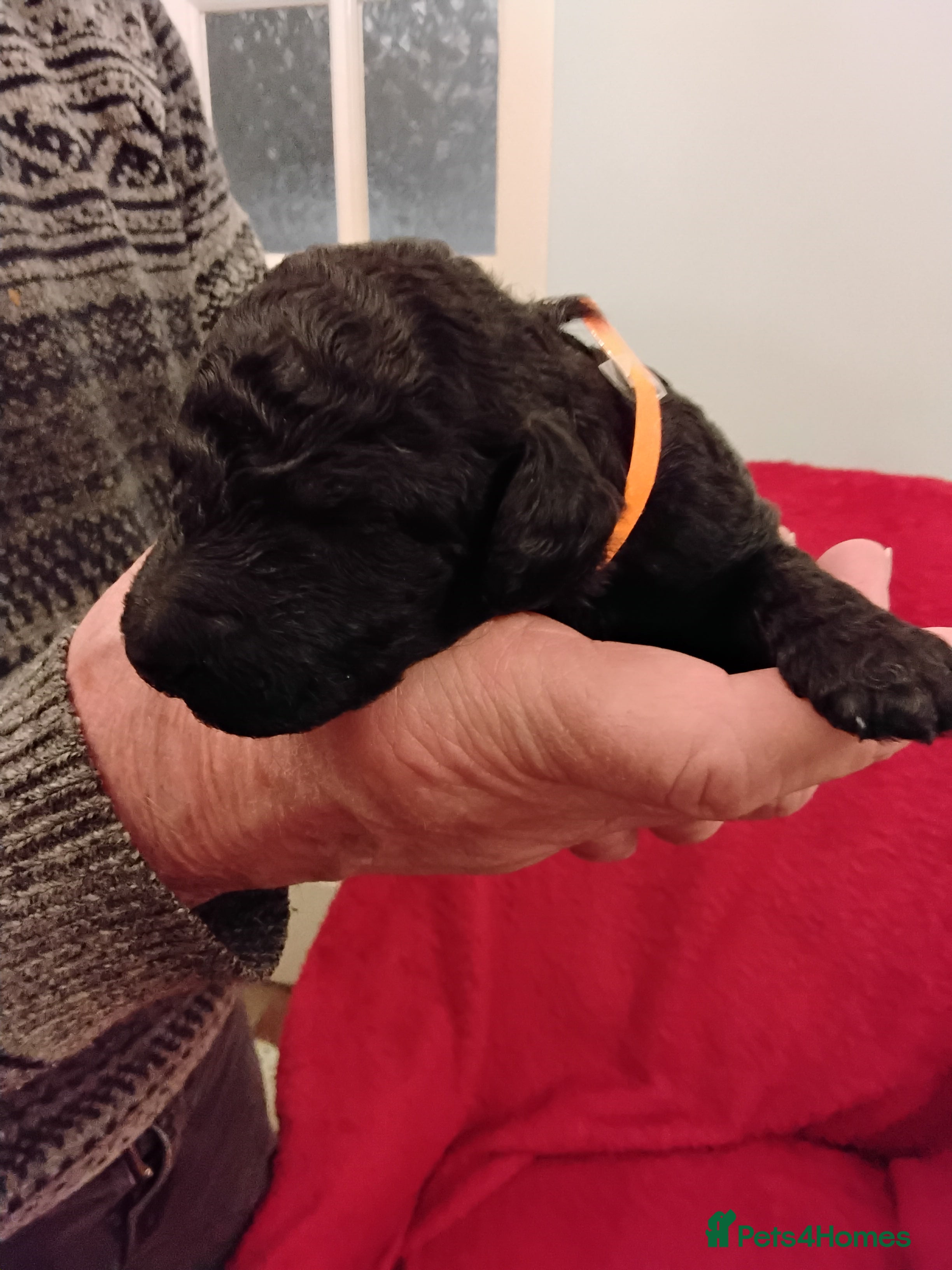 Standard Poodle dogs Beautiful KC Reg Standard Poodle Puppies - Advert 3