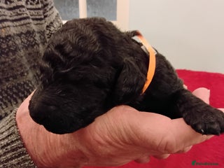 Standard Poodle dogs Beautiful KC Reg Standard Poodle Puppies - Advert 1