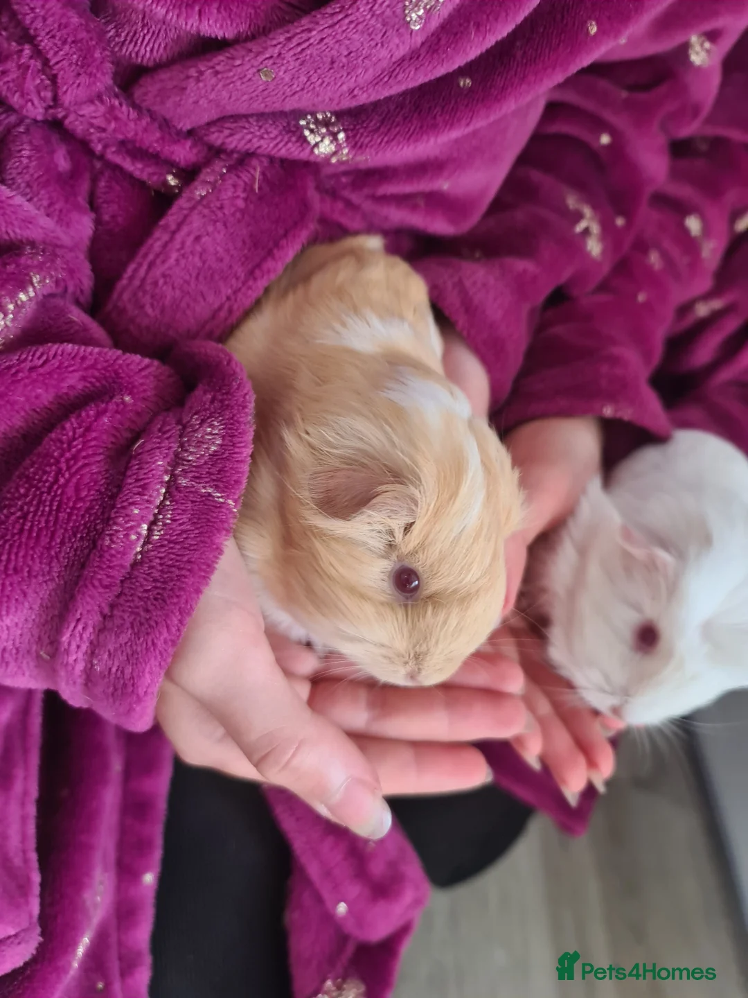 Guinea Pig rodents for sale: 2 x baby guinea pigs white / ginger  in Brigg - Advert 2