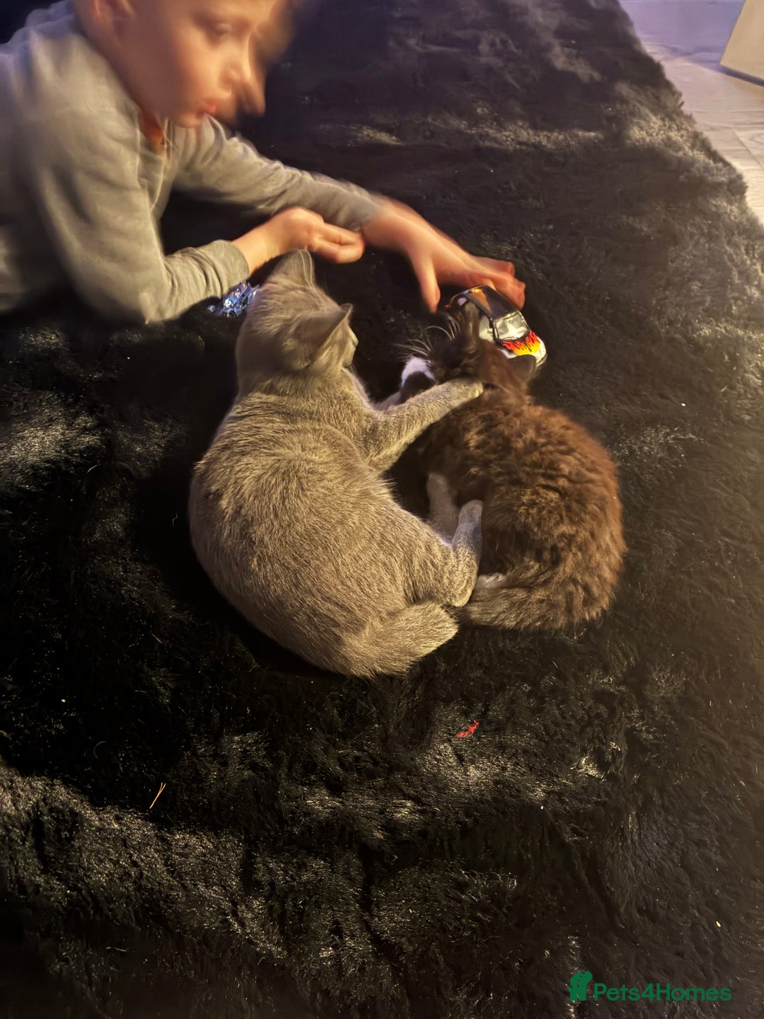 Russian Blue cats for sale: Female Russian blue - Advert 5