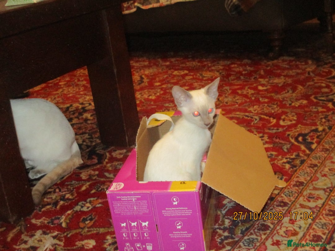 Siamese cats for sale: siamese blue point boy - Image 5