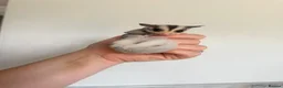 Sugar Glider rodents for sale: Female mosaic sugar glider  - Advert 3