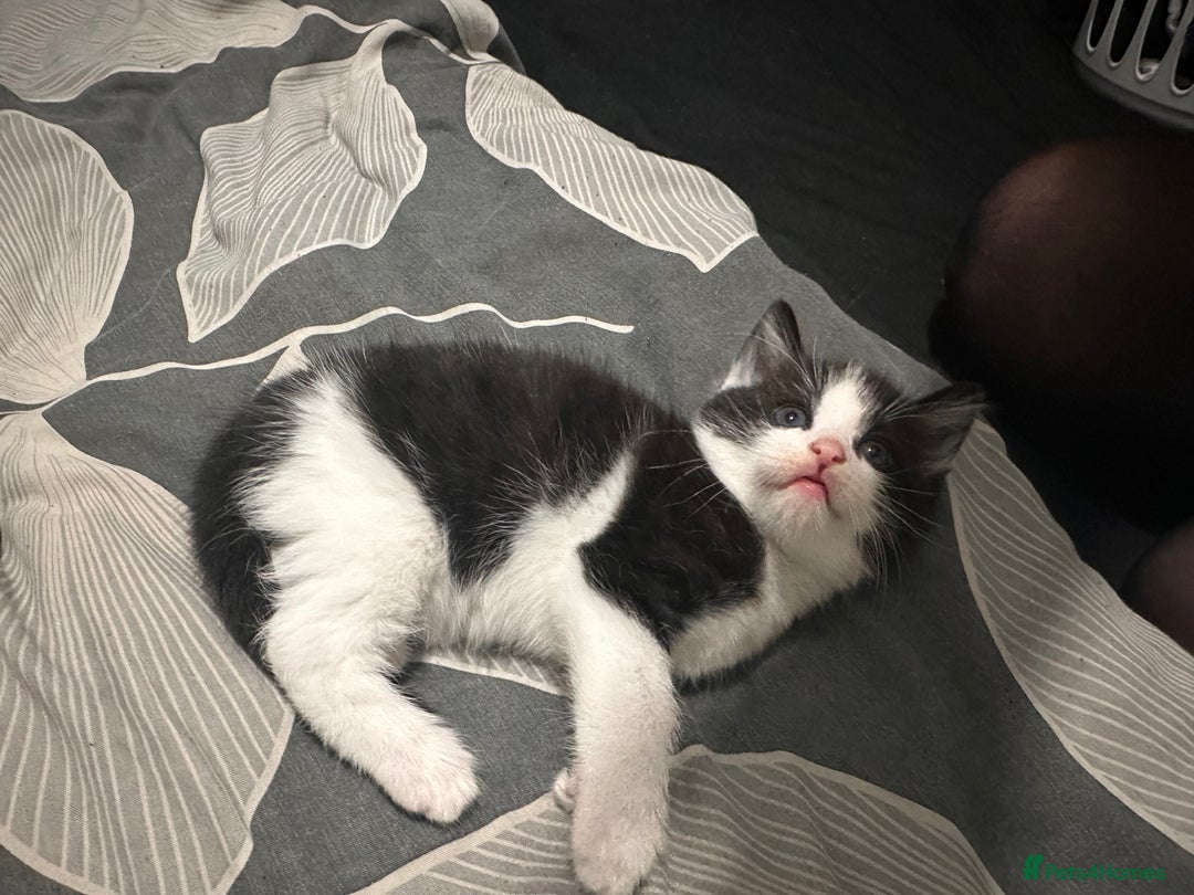 Mixed Breed cats for sale: Two Adorable Kittens Ready For New Home - Advert 8