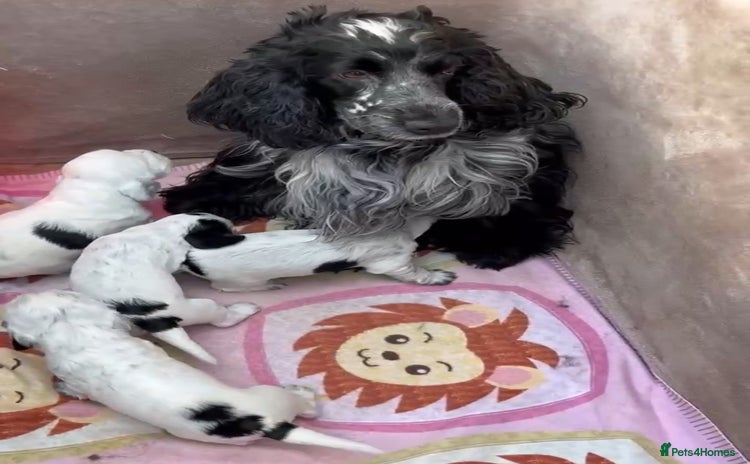 Cocker Spaniel dogs - Advert 1