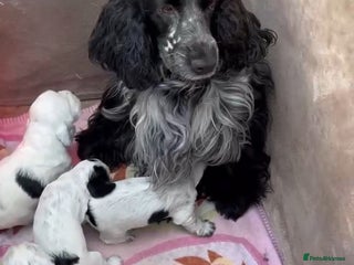Cocker Spaniel dogs - Advert 2