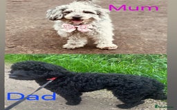 Cockapoo dogs for sale: Cockapoo puppies 🐶 - Image 1