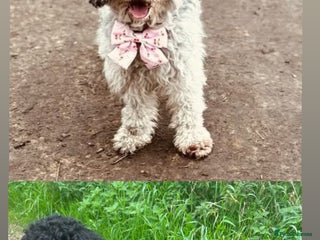 Cockapoo dogs - Advert 1