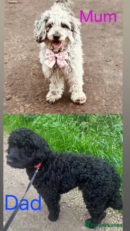 Cockapoo dogs - Advert 1