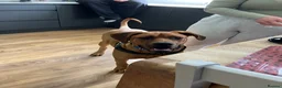 Mixed Breed dogs for sale: 9 months old Doberman cane corso - Advert 3