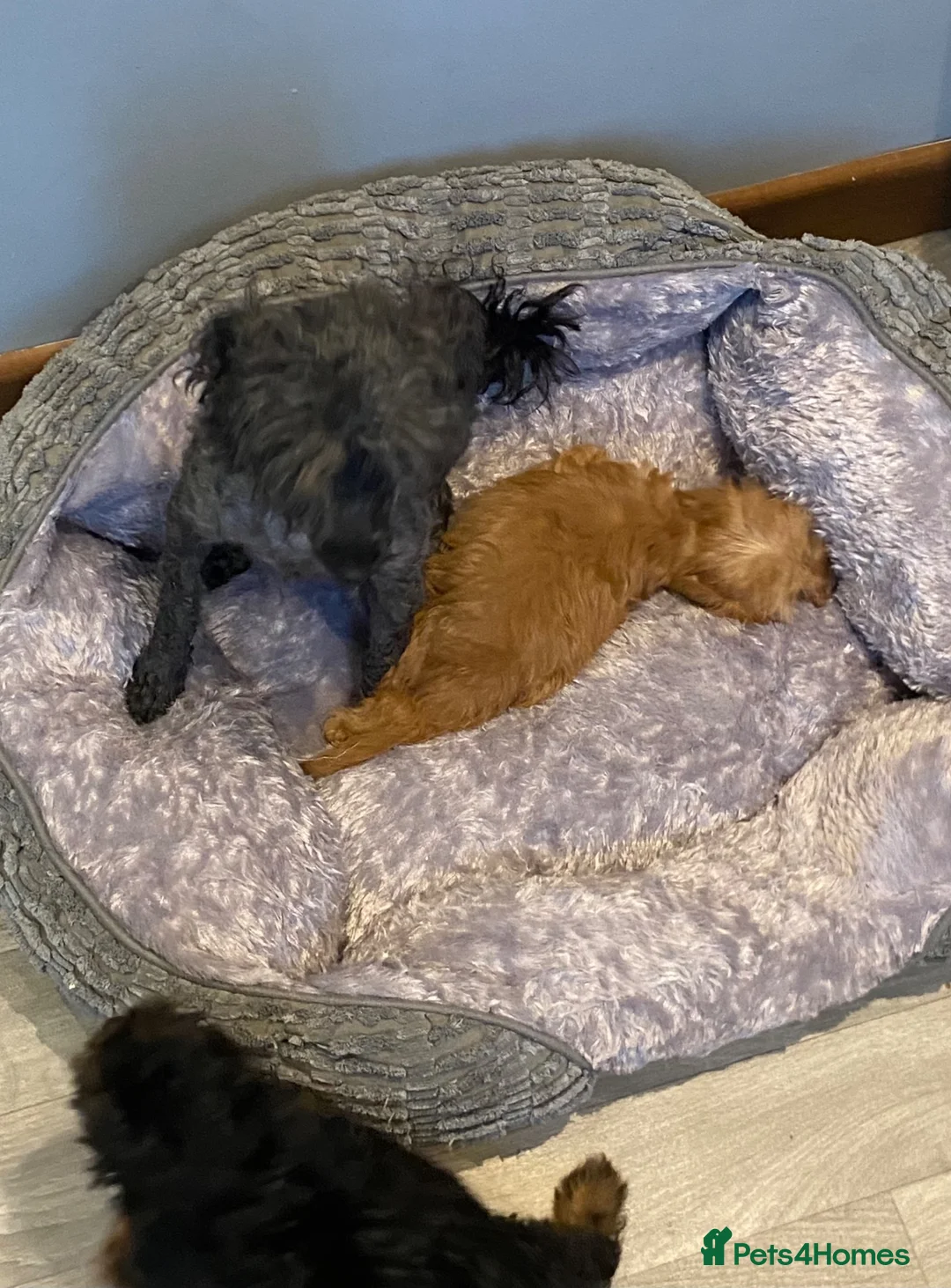 Cavapoo dogs for sale: F1 Toy Cavapoo puppies  - Advert 2