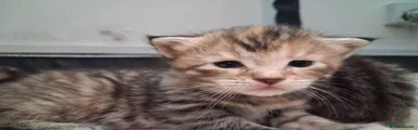 Maine Coon 2