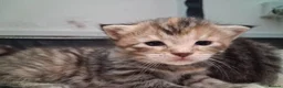 Maine Coon cats for sale: GORGEOUS MAINE COON KITTENS  in Milton Keynes - Advert 4