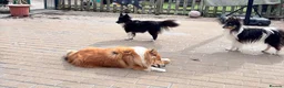 Shetland Sheepdog dogs for sale: Beautiful black bi girl  - Advert 3
